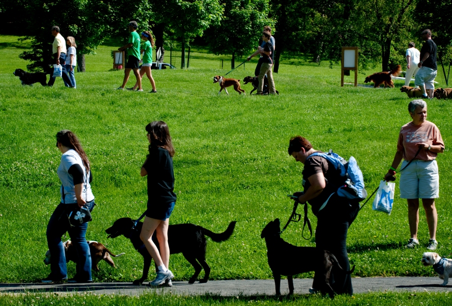 Participants in Animal Friend's annual Mutt Strut dog walk  enjoy the afternoon walking through South Park on Sunday morning, June 1, 2014. The Mutt Strut, a fundraiser for Animal Friends rescue shelter located in Ohio Township, drew in approximately 200 participants Sunday morning. (EMILY HARGER | PHOTO EDITOR)